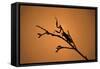 King Mantis (Hierodula Majuscula), captive, Australia, Pacific-Janette Hill-Framed Stretched Canvas