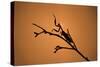 King Mantis (Hierodula Majuscula), captive, Australia, Pacific-Janette Hill-Stretched Canvas