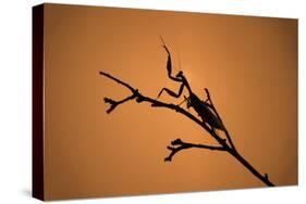 King Mantis (Hierodula Majuscula), captive, Australia, Pacific-Janette Hill-Stretched Canvas