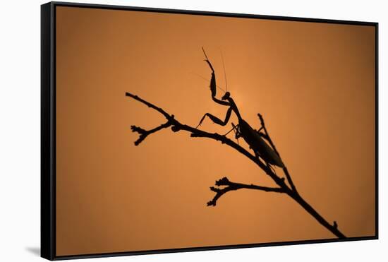 King Mantis (Hierodula Majuscula), captive, Australia, Pacific-Janette Hill-Framed Stretched Canvas