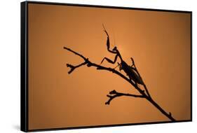 King Mantis (Hierodula Majuscula), captive, Australia, Pacific-Janette Hill-Framed Stretched Canvas