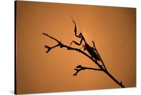 King Mantis (Hierodula Majuscula), captive, Australia, Pacific-Janette Hill-Stretched Canvas