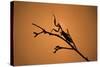 King Mantis (Hierodula Majuscula), captive, Australia, Pacific-Janette Hill-Stretched Canvas
