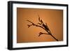 King Mantis (Hierodula Majuscula), captive, Australia, Pacific-Janette Hill-Framed Premium Photographic Print