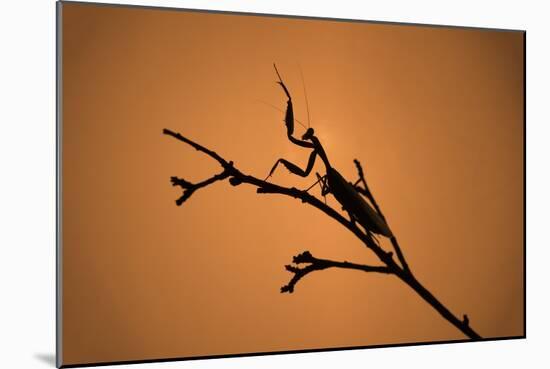 King Mantis (Hierodula Majuscula), captive, Australia, Pacific-Janette Hill-Mounted Premium Photographic Print