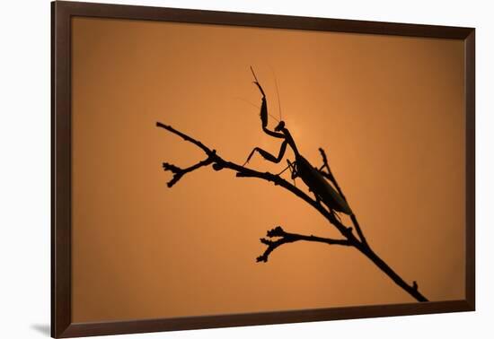 King Mantis (Hierodula Majuscula), captive, Australia, Pacific-Janette Hill-Framed Photographic Print