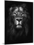 King of Kings-Design Fabrikken-Mounted Premium Photographic Print