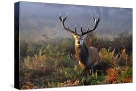 King of Richmond-Mark Bridger-Stretched Canvas