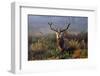 King of Richmond-Mark Bridger-Framed Art Print