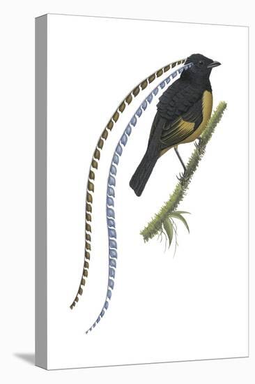 King of Saxony's Bird-Of-Paradise (Pteridophora Alberti), Birds-Encyclopaedia Britannica-Stretched Canvas
