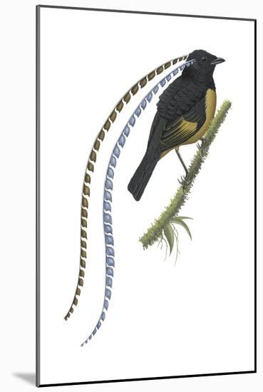 King of Saxony's Bird-Of-Paradise (Pteridophora Alberti), Birds-Encyclopaedia Britannica-Mounted Poster