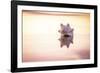 King of the Beach-Chris Moyer-Framed Photographic Print