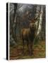 King of the Forest, 1878 (Oil on Canvas)-Rosa Bonheur-Stretched Canvas