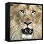 King of the Forest-Karen Williams-Framed Stretched Canvas