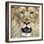 King of the Forest-Karen Williams-Framed Photographic Print