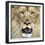 King of the Forest-Karen Williams-Framed Photographic Print