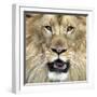 King of the Forest-Karen Williams-Framed Photographic Print