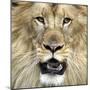 King of the Forest-Karen Williams-Mounted Photographic Print