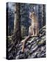 King of the Forest-Jeff Tift-Stretched Canvas