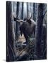 King of the Northwoods-Kevin Daniel-Stretched Canvas