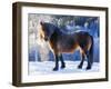 King of the Valley-Annicawesterlund-Framed Photographic Print