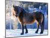 King of the Valley-Annicawesterlund-Mounted Photographic Print