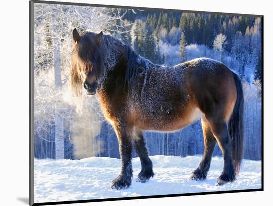 King of the Valley-Annicawesterlund-Mounted Photographic Print