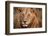 King of the Wild II-Jimmy'z-Framed Photographic Print