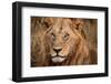 King of the Wild II-Jimmy'z-Framed Photographic Print