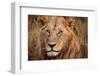 King of the Wild II-Jimmy'z-Framed Photographic Print