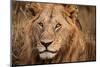 King of the Wild II-Jimmy'z-Mounted Photographic Print