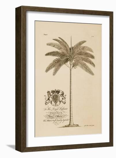 King Palm-Porter Design-Framed Giclee Print