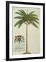 King Palm-Porter Design-Framed Giclee Print