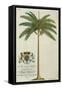 King Palm-Porter Design-Framed Stretched Canvas