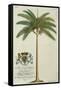 King Palm-Porter Design-Framed Stretched Canvas