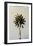 King Palm-Shot by Clint-Framed Giclee Print