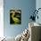 King Pelican Brand Lettuce-null-Giclee Print displayed on a wall