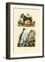 King Penguin, 1833-39-null-Framed Giclee Print