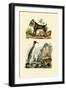 King Penguin, 1833-39-null-Framed Giclee Print