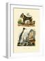 King Penguin, 1833-39-null-Framed Giclee Print