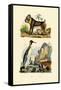 King Penguin, 1833-39-null-Framed Stretched Canvas