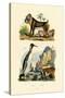 King Penguin, 1833-39-null-Stretched Canvas