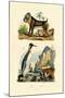 King Penguin, 1833-39-null-Mounted Giclee Print