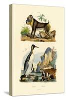 King Penguin, 1833-39-null-Stretched Canvas