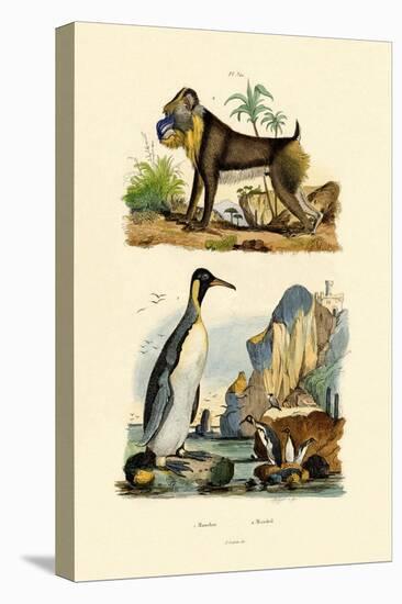 King Penguin, 1833-39-null-Stretched Canvas