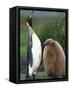 King Penguin Adult and Chick-Kevin Schafer-Framed Stretched Canvas