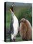 King Penguin Adult and Chick-Kevin Schafer-Stretched Canvas