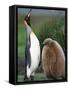 King Penguin Adult and Chick-Kevin Schafer-Framed Stretched Canvas