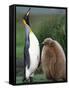 King Penguin Adult and Chick-Kevin Schafer-Framed Stretched Canvas