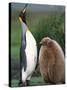 King Penguin Adult and Chick-Kevin Schafer-Stretched Canvas